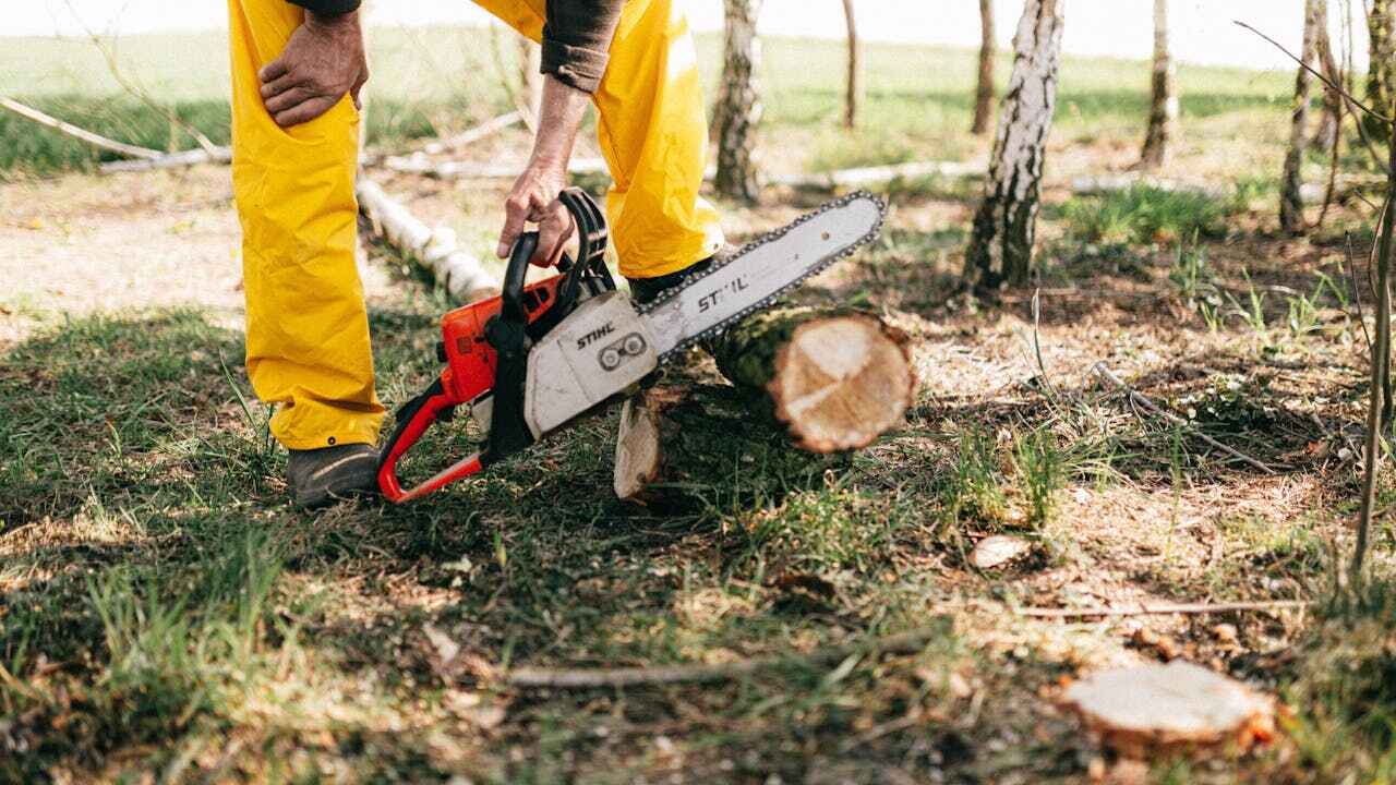 Tree Branch Trimming